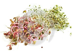 Bean sprouts isolated