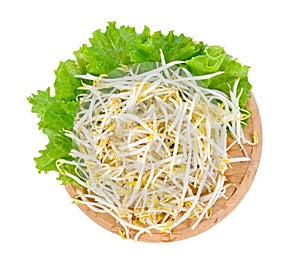 Bean sprouts isolated on white background