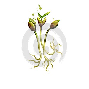 Bean sprouts isolated on white background. Digital art illustration of Bean sprout ingredient, made from sprouting beans photo