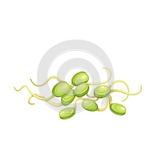 Bean sprouts, soybean sprouts