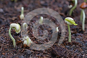 Bean sprouts , springing up from the soil , a new life