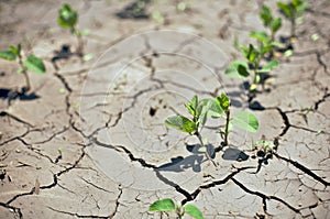 Bean Sprouts struggle in dry row crop farm field