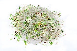 Bean Sprouts on White Background