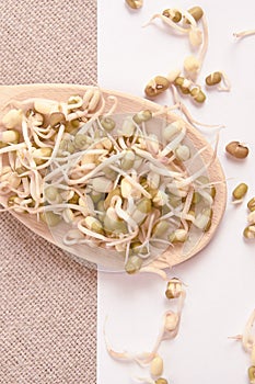 Bean sprouts. White background. Spread beans. Wooden spoon