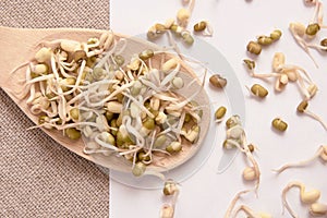 Bean sprouts. White background. Wooden spoon. Spread beans