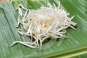 Bean sprouts on wood background