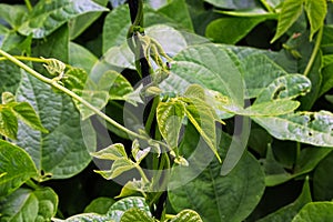 Bean stalks twist and grow upward on a string