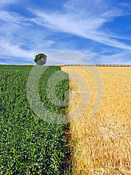 Beans and Barley Fields under dramatic Sky