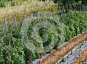 Beans climbing on sticks in a kitchen garden