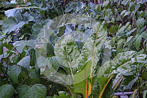 Beans, collard greens, kale and Swiss chard in a square foot gar