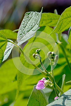 Beans. A flowering bean plant. Phaseolus