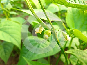 Beans flowers is garden. A vegetable flower.