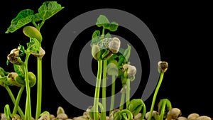 Beans Germination on Black Background