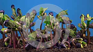 Beans Germination on Blue Background