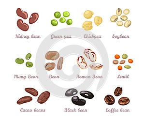 Beans and legumes set. Vector illustration of different beans photo