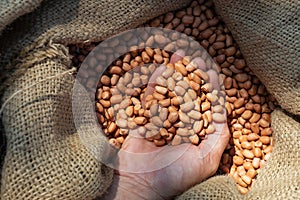 Beans peanut in a bag,peanuts serving to make oil, peanut butter. Great for healthy.