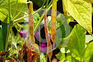 Beans Phaseolus vulgaris