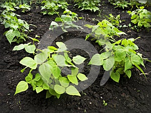 Beans (Phaseolus vulgaris) growing