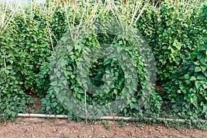 Beans plants from garden