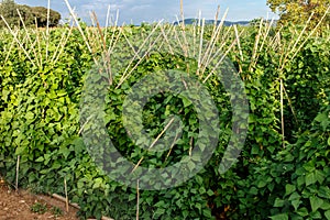 Beans plants from garden