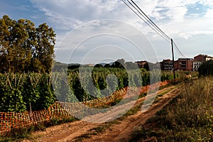 Beans plants from garden
