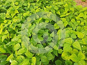 Beans plants in vegetable garden.