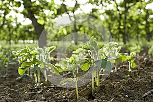 Beans seedling