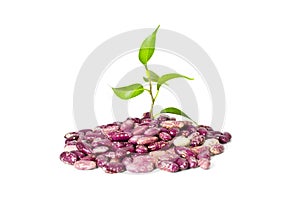 Beans and sprout