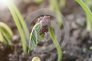 Beans are sprouting out of the soil. Seed Germination of Dicotyledon plant.