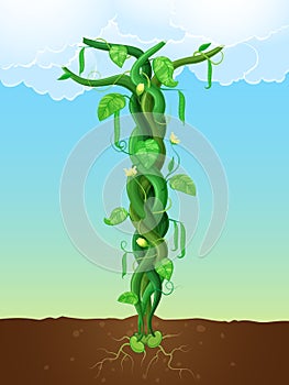 The beanstalk