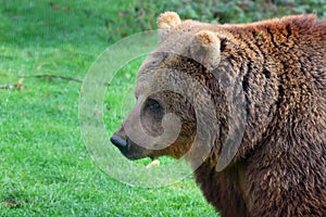 Bear