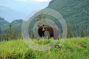 Brown bear, Canada