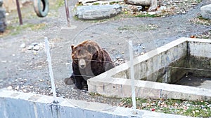 Bear in the aviary of the reserve