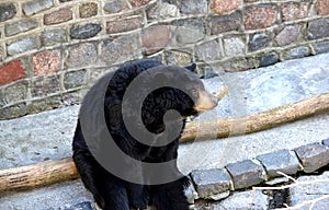 Bear baribal Ursus americanus Pallas sits on an open ground in the zoo