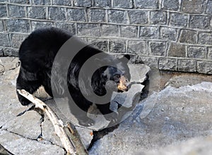 Bear baribal Ursus americanus Pallas walks byopen area in the zoo