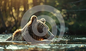 Bear bathing in a river cool water