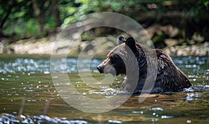 Bear bathing in a river cool water