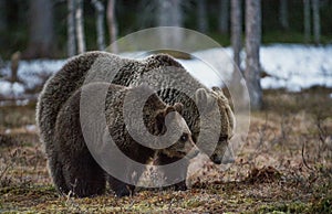 She-bear and Bear-cub on a bog.