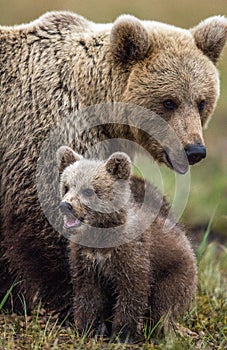 She-bear and bear-cub. Cub and Adult female of Brown Bear in the forest at summer time.