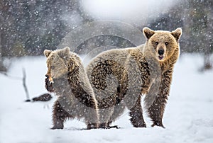 She-Bear and bear cub on the snow in snowfall.