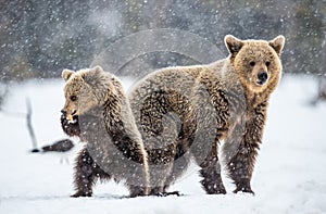 She-Bear and bear cub on the snow in snowfall.