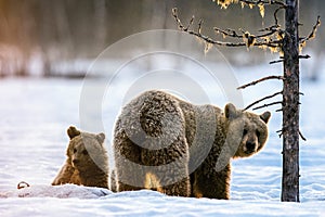 She-bear and bear cub on the snow in winter forest. Wild nature, Natural habitat.