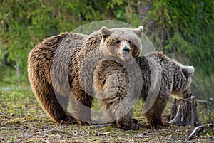 She-bear and bear-cub in the summer forest.