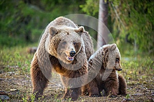 She-bear and bear-cub in the summer forest.