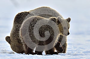 She-Bear and bear cub in winter forest. Winter forest at morning mist sunrise.