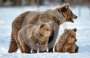She-bear and bear cubs on the snow .