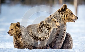 She-Bear and bear cubs on the snow. Brown bears in the winter forest.