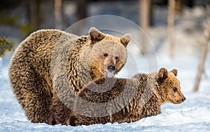 She-Bear and bear cubs on the snow. Brown bears in the winter forest.