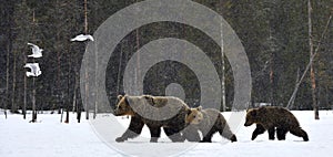 She-Bear and bear cubs on the snow. Brown bears in the winter forest.