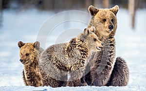 She-Bear and bear cubs on the snow. Brown bears  in the winter forest. Natural habitat. Scientific name: Ursus Arctos Arctos